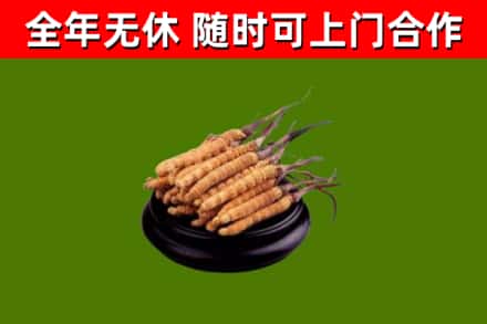 利通区回收冬虫夏草