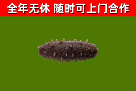 利通区回收海参干